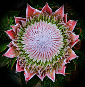 Protea represents courage Image by Werner Weisser on Pixabay